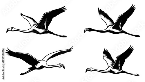 silhouettes of birds