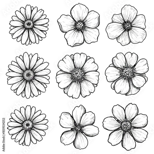 Captivating vector art showcasing a unique floral collection of nine beautifully sketchy flower heads, perfect for adding an artistic touch to any design project, embodying natural elegance