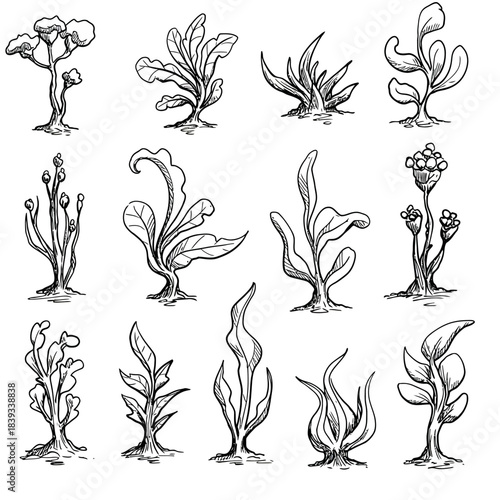 A captivating collection of hand-drawn fantasy botanical doodle vector illustrations, featuring whimsical plants and fungi with artistic rough ink strokes