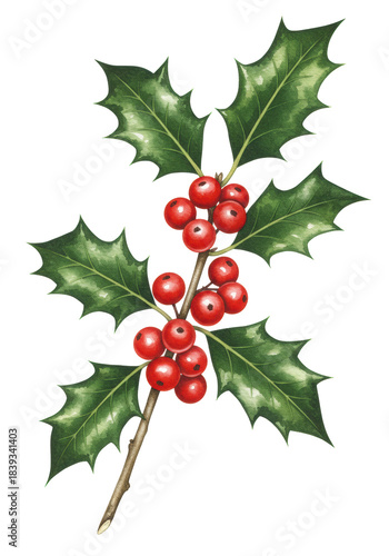 Detailed watercolor botanical study of a traditional holly sprig (ilex aquifolium) with reflective crimson berries and spiky emerald leaves, isolated on white copy space. Concept of classic holiday