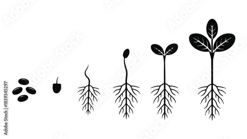 Hyper-detailed black and white educational plant growth illustration, six stages from seed to mature sprout, simple clear silhouettes, clean minimal lines, scientific accurate.