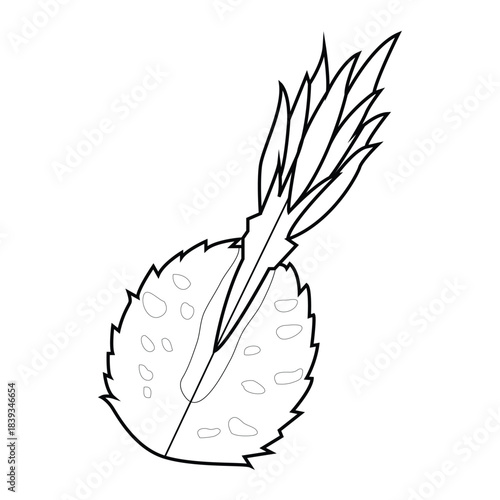 Cutaway Pineapple C Fruit