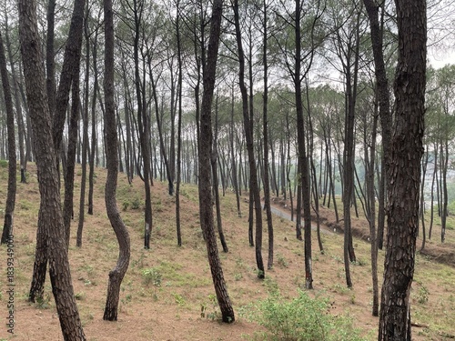 a beautiful senery tree photo click by still