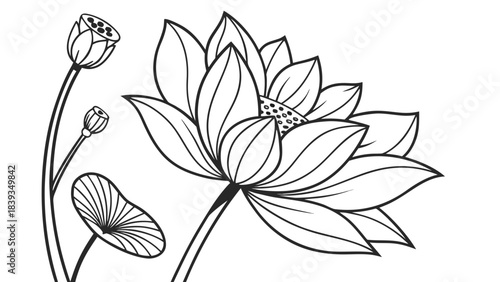 Elegant Lotus Flower and Buds Line Art Illustration, Botanical Drawing on White Background, Minimalist Floral Design