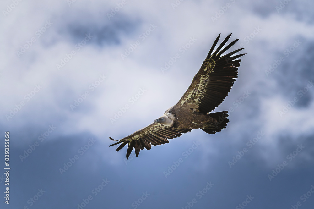 Fototapeta premium Vautour volant sous un ciel nuageux et dramatique. Ambiance orageuse.