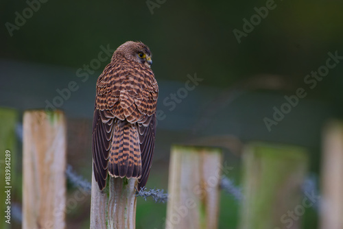Silent Watcher – Kestrel at Dusk
