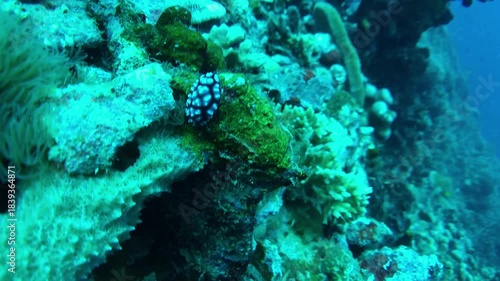 coral reef with nudibranch