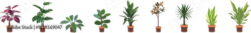 A set of flowers in pots isolated on a white background. A collection of flowers for the home to create a cozy atmosphere.