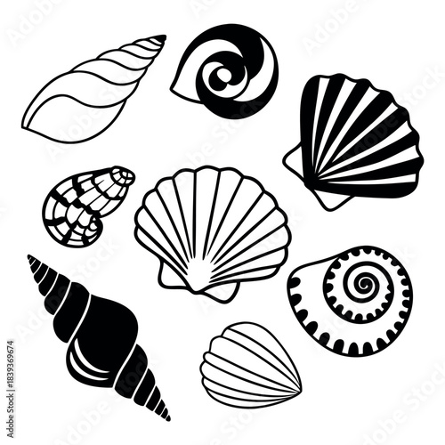 Collection of various hand drawn black and white seashell illustrations