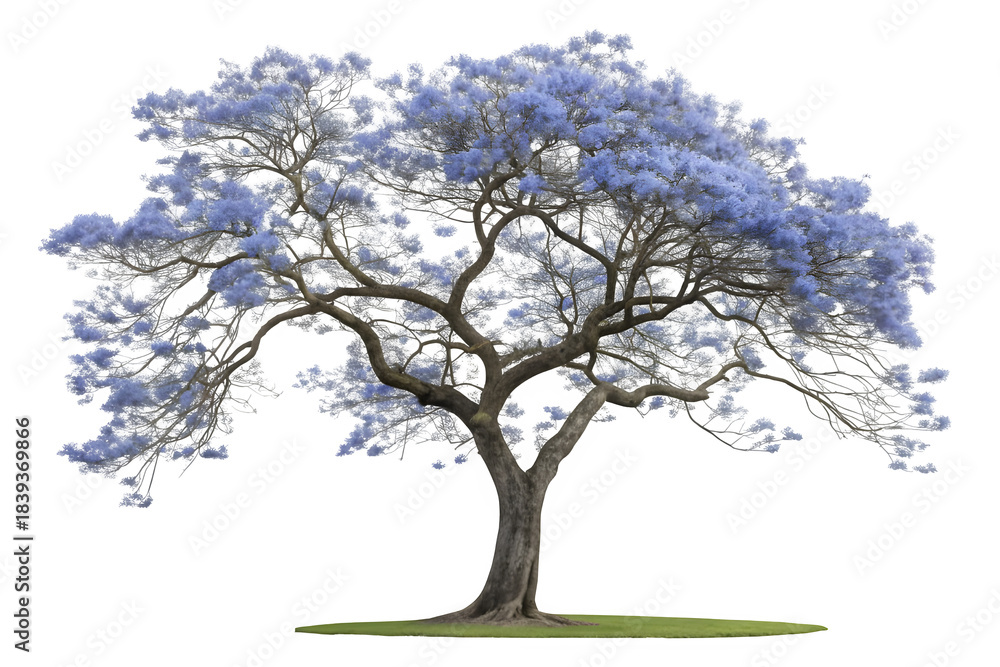 Fototapeta premium Beautiful blooming jacaranda tree with purple flowers isolated on transparent background