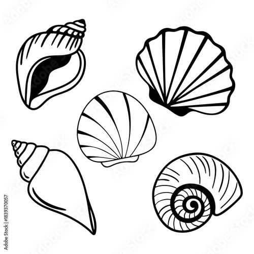 Collection of five hand drawn black and white seashell illustrations on a white background