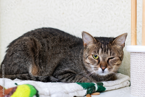 Relaxed tabby displaying gentle expression surrounded by familiar household items and toys