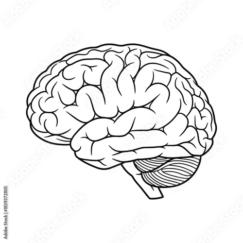 Black and white line drawing of a human brain with cerebellum anatomy organ