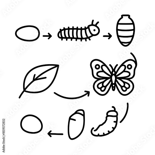 Insect Life Cycle Icons. Life Cycle Illustration linear set: egg form, tiny larva, growing pupal stage, emerging adult, leaf habitat, life cycle arrow.