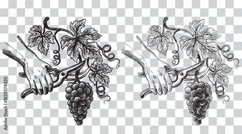 A hand holding pruning scissors cutting a grape cluster from . Hand draw vector illustration in sketch style