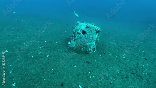 moray eel in the artificial reef