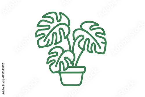 Green plant in a pot with large leaves placed indoors near sunlight during morning hours