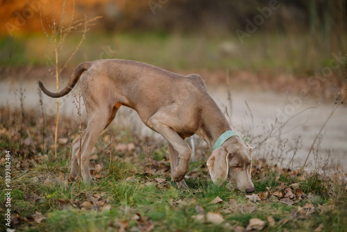 A curious young Weimaraner puppy with a blue collar sniffs the ground amid fallen leaves and grass in a serene autumn field at sunset, capturing natural pet behavior in soft light
