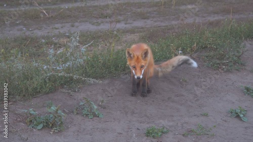Portrait of a wild fox on a country road