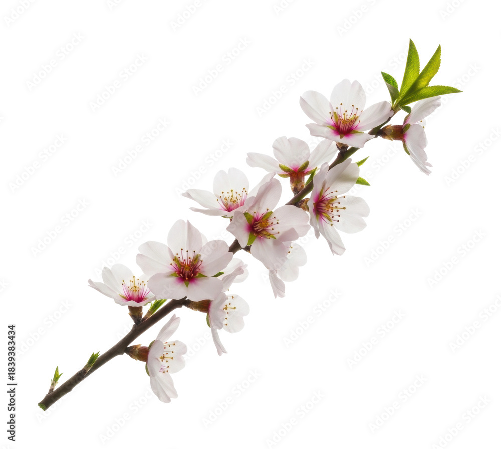 Fototapeta premium Cherry blossom branch in nature floral arrangement bright atmosphere isolated on transparent background