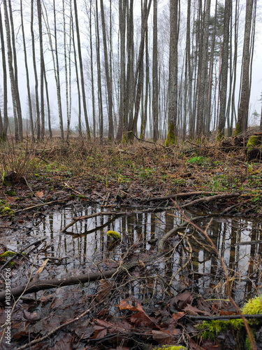 Black alder stand in a swampy area in Latvia Forest. Protected natural object