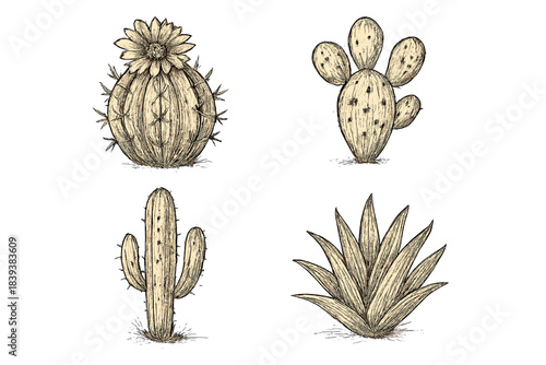 Hand-drawn desert succulents and cacti in detailed vintage engraving style