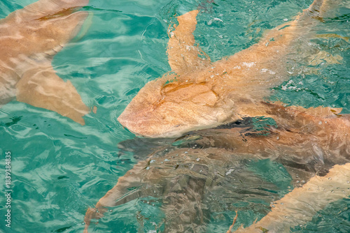 Nurse sharks in Keyodhoo harbor in the Maldives