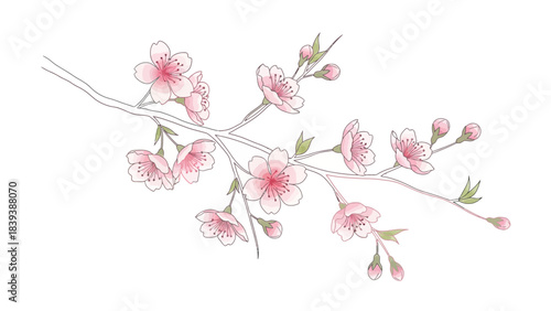 A serene branch with blooming cherry blossoms and buds in a delicate illustration