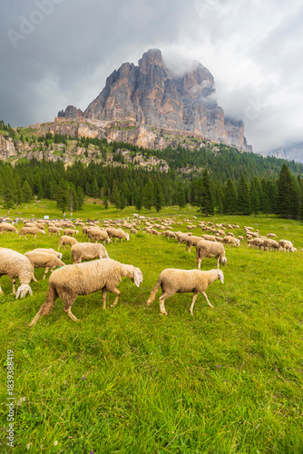 Transhumance in the Dolomites