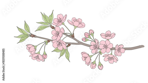 A delicate branch with pink blossoms and green leaves illustrated in a simple style