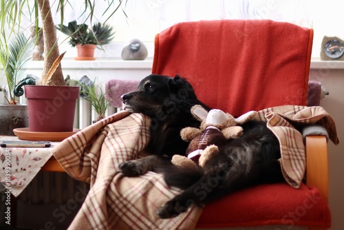 Cute black dog rest on the armchair