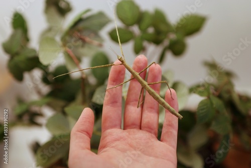 There are lots of large insects crawling on my hand.