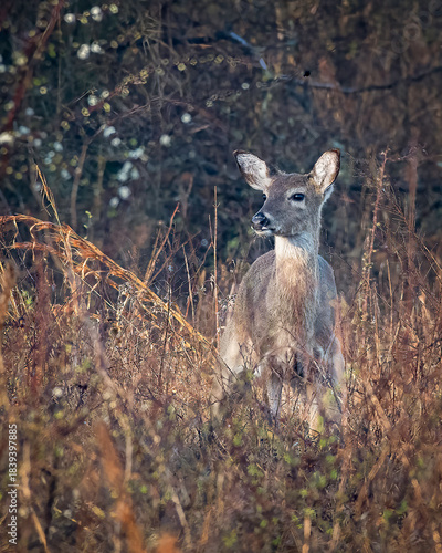 Young White-Tailed Deer Standing at Forest Edge