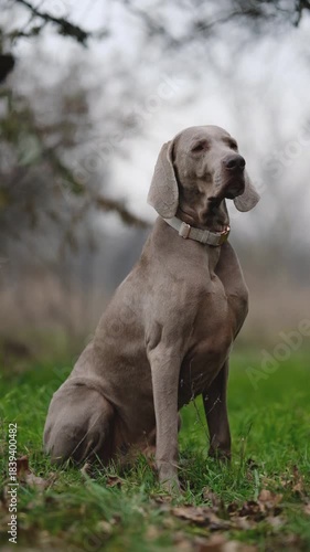 A curious young Weimaraner puppy sits in a grassy field at sunset, gazing upwards with a green collar, embodying serene outdoor tranquility.