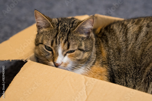 Cat resting inside a cardboard box in a cozy indoor space during quiet afternoon hours
