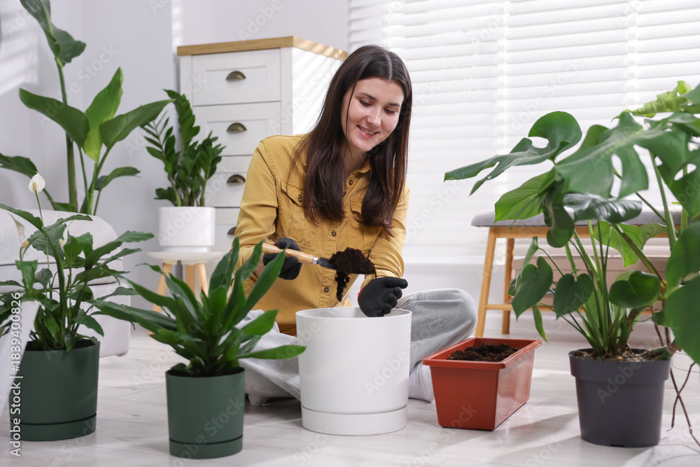 Fototapeta premium Transplanting houseplant. Woman putting soil into pot on floor at home