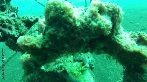 coral reef and diver in the ocean