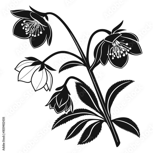 Hellebore Botanical Line Drawing with Branching Stems