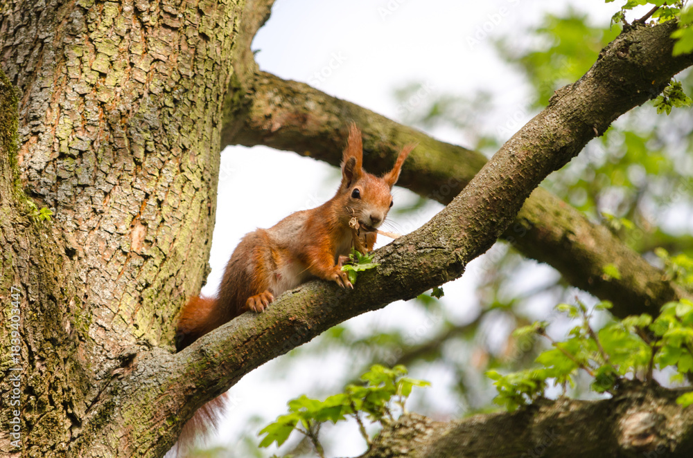 Obraz premium squirrel on a tree
