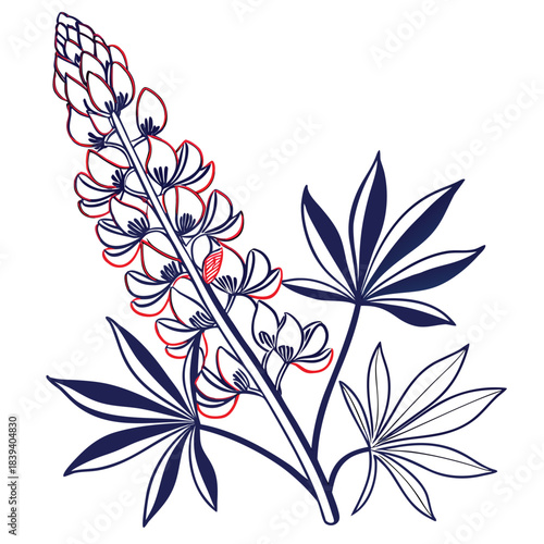Lupine Flower Spike in Red and Blue