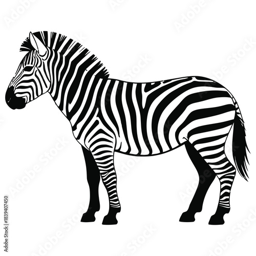 Canvas Print zebra vector illustration