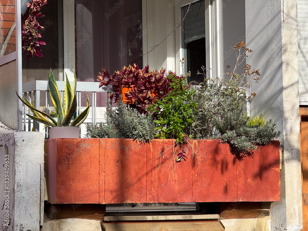 Obraz premium Potted plants growing on balcony railing. Home gardening, calm weekend atmosphere and mindful living