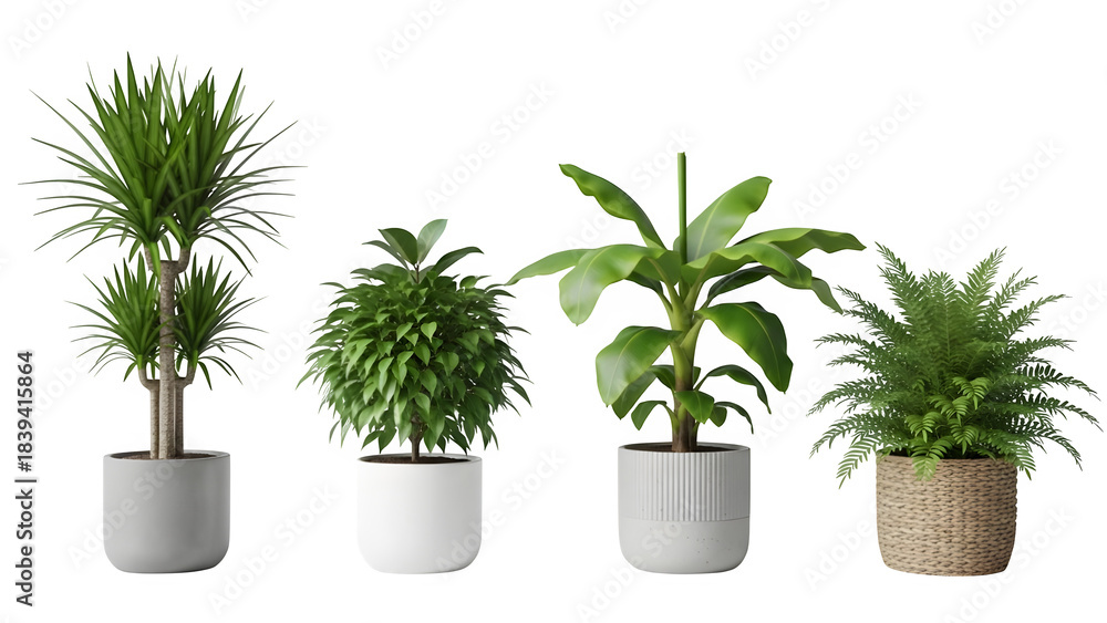 Fototapeta premium Variety of potted indoor plants including monstera bamboo and fern decorative home greenery isolated on transparent background