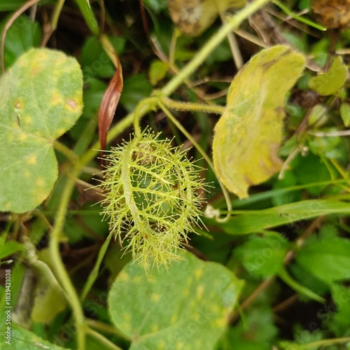 A fuzzy green fruit of Passiflora foetida sits among heart-shaped leaves, its spiky bracts glistening with texture and natural charm in a wild garden setting.