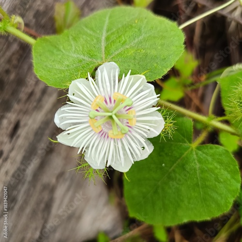 Passiflora foetida - A striking passionflower blooms with white petals and vibrant purple-yellow filaments, framed by green leaves and a rustic wooden backdrop