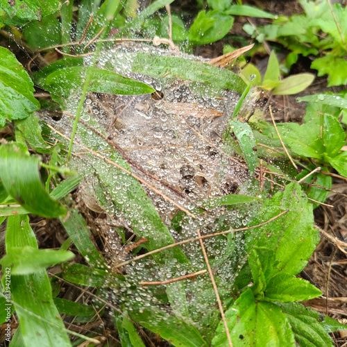 A dew-covered spider web glistens among green grass and leaves, its intricate sheet-like structure highlighted by morning moisture and natural light.