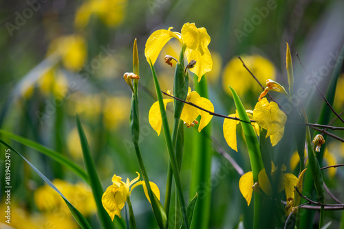 Iris pseudacorus, the yellow flag, yellow iris, or water flag