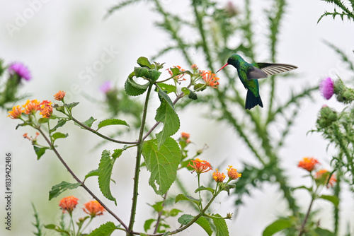 male glittering-bellied emerald (Chlorostilbon lucidus) feeding on a Lantana camara (common lantana) plant