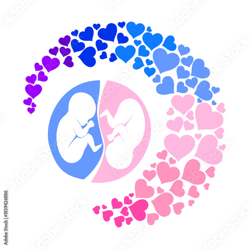 it's twins! Multiple pregnancy. Monozygotic twins (embryos). Design element for pregnancy theme. Maternity, motherhood, baby.  Baby Desire.  Fetus.  Vector illustration
