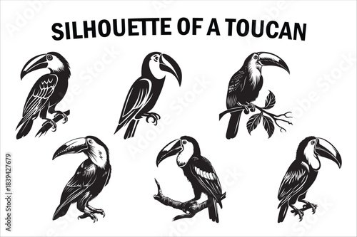 Tropical Toucan Silhouette Collection on White Background
